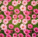 348 Daisies - 3-ply - CS